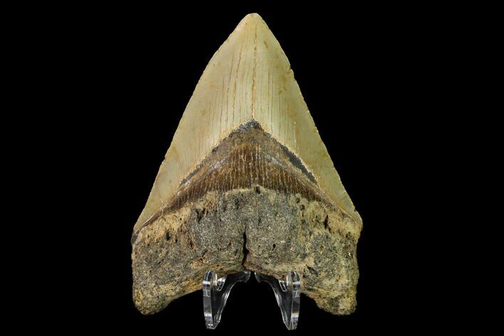 Fossil Megalodon Tooth - North Carolina #147772